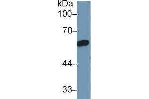Detection of AT in Rat Lung lysate using Polyclonal Antibody to Antithrombin (AT)