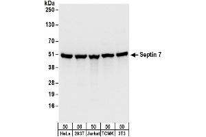 Western Blotting (WB) image for anti-Septin 7 (SEPT7) (AA 387-437) antibody (ABIN7455012)