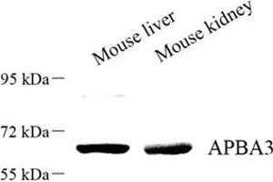 Western blot analysis of APBA3 (ABIN7073039) at dilution of 1: 500 (APBA3 anticorps)