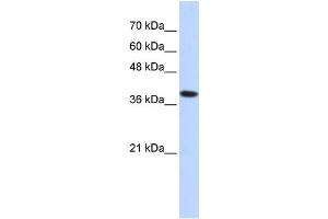 WB Suggested Anti-ATP4B Antibody Titration:  0. (ATP4b anticorps  (Middle Region))