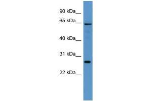 WB Suggested Anti-Fmo4 Antibody Titration:  0.