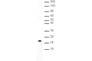 Histone H3 dimethyl Lys36 antibody tested by Western blot. (Histone 3 anticorps  (H3K36me2))