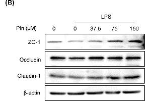 Pinocembrin increased the expression of tight junction proteins in vitro(A) Caco-2 cells were treated with different concentration of pinocembrin (0-150 μM) for 24 h, and then the mRNA expression of Occludin, Claudin-1 and JAM-A in Caco-2 cells were determined by qRT-PCR. (Occludin anticorps  (AA 263-522))