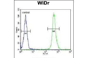 Flow cytometric analysis of WiDr cells (right histogram) compared to a negative control cell (left histogram). (VPS26A anticorps  (AA 263-291))
