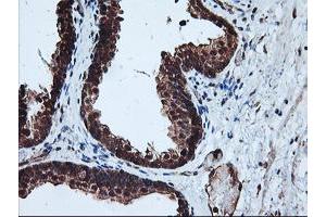 Image no. 7 for anti-Proteasome Subunit alpha 4 (PSMA4) antibody (ABIN1500458)