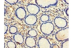 Immunohistochemistry of paraffin-embedded human stomach tissue using ABIN7146057 at dilution of 1:100 (CLEC18A anticorps  (AA 27-446))