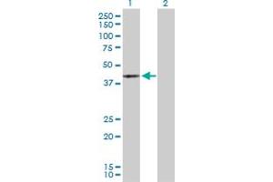 Western Blot analysis of MAPK13 expression in transfected 293T cell line by MAPK13 MaxPab polyclonal antibody. (MAPK13 anticorps  (AA 1-365))