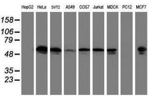 Image no. 1 for anti-Tubulin, alpha-Like 3 (TUBAL3) (AA 150-446) antibody (ABIN1490957) (TUBAL3 anticorps  (AA 150-446))