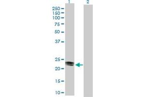 Western Blot analysis of CD99 expression in transfected 293T cell line by CD99 MaxPab polyclonal antibody.