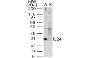 Western blot analysis of IL24 in the A) absence and B) presence of blocking peptide in Jurkat cell lysate. (IL-24 anticorps  (AA 100-150))