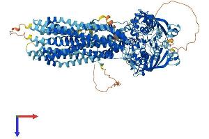 AlphaFold protein structure predicition of Mouse Recombinant Abcb4 Protein, UniprotID P21440