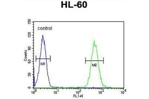 BTNL3 Antibody (C-term) flow cytometric analysis of HL-60 cells (right histogram) compared to a negative control cell (left histogram). (BTNL3 anticorps  (C-Term))