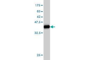 Western Blot detection against Immunogen (36.