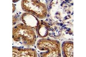 WT1 antibody immunohistochemistry analysis in formalin fixed and paraffin embedded human kidney tissue. (WT1 anticorps  (AA 346-375))