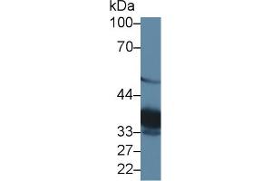 Detection of TST in Mouse Kidney lysate using Polyclonal Antibody to Thiosulfate Sulfurtransferase (TST)