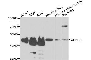 Western blot analysis of extracts of various cell lines, using AEBP2 antibody (ABIN5975286) at 1/1000 dilution. (AEBP2 anticorps)