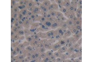 IHC-P analysis of Mouse Tissue, with DAB staining. (Fibronectin anticorps  (AA 2117-2236))
