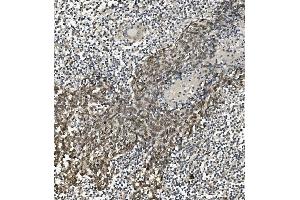 IHC analysis of HP1 alpha/CBX5 using anti-HP1 alpha/CBX5 antibody (ABIN7599058). (CBX5 anticorps  (AA 1-191))