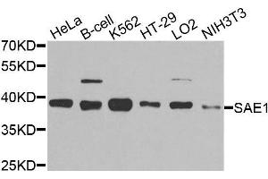 Western blot analysis of extracts of various cell lines, using SAE1 antibody.