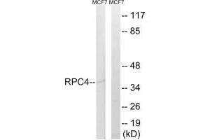 Western blot analysis of extracts from MCF-7 cells, using RPC4 antibody. (POLR3D anticorps)