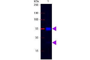 Western Blot of Fluorescein conjugated Rabbit anti-Swine IgG antibody. (Lapin anti-Porc IgG (Heavy & Light Chain) Anticorps (FITC) - Preadsorbed)