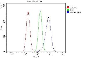 Flow Cytometry analysis of A549 cells using anti- Hsc70 antibody (ABIN7601962). (Hsc70 anticorps  (AA 520-614))