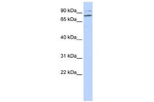 PLCD1 antibody used at 1 ug/ml to detect target protein. (PLCD1 anticorps  (N-Term))