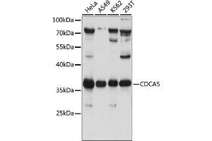 Western blot analysis of extracts of various cell lines, using CDC antibody (ABIN7266263) at 1:1000 dilution. (CDCA5 anticorps  (AA 70-150))