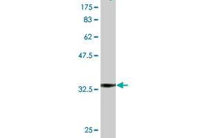 Western Blot detection against Immunogen (36. (NDST1 anticorps  (AA 38-136))