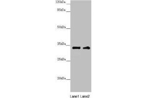 Western blot All lanes: CENPK antibody at 3. (CENPK anticorps  (AA 1-269))