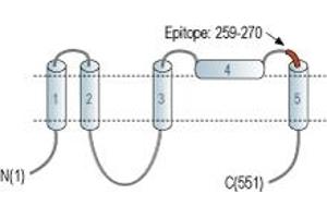 Representative domain view of the target of ABIN7042964.