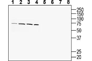 Western blot analysis of human  MG glioblastoma cell line lysate (lanes 1 and 5), human  colon adenocarcinoma cell line lysate (lanes 2 and 6), human  monocytic leukemia cell line lysate (lanes 3 and 7) and mouse  microglia cell line lysate (lanes 4 and 8):1-4. (PACC1 (AA 95-110), (Extracellular) anticorps)