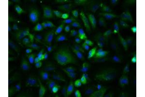 Image provided by One World Lab validation program.