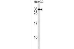 MND1 Antibody (C-term) (ABIN1536784 and ABIN2849595) western blot analysis in HepG2 cell line lysates (35 μg/lane). (MND1 anticorps  (C-Term))