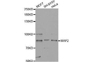Western blot analysis of extracts of various cell lines, using MAP2 antibody. (MAP2 anticorps  (AA 260-559))