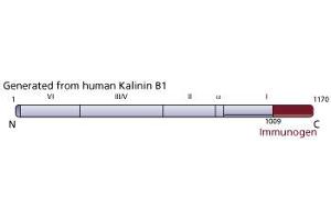 Image no. 1 for anti-Kalinin B1 (AA 1009-1170) antibody (ABIN967961)