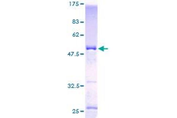 KCNIP4 Protein (AA 1-250) (GST tag)