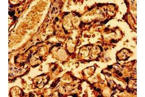 Immunohistochemistry of paraffin-embedded human placenta tissue using ABIN7170894 at dilution of 1:100