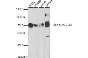 Western blot analysis of extracts of various cell lines, using Nectin 2/CD112 antibody (ABIN6132245, ABIN6146511, ABIN6146512 and ABIN6221024) at 1:1000 dilution.