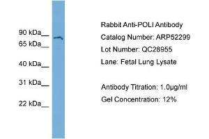 WB Suggested Anti-POLI  Antibody Titration: 0. (POLI anticorps  (N-Term))