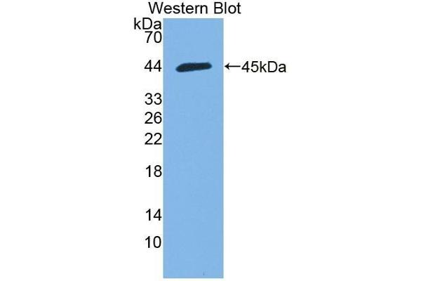 HMCN1 Antikörper  (AA 22-153)