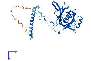 AlphaFold protein structure predicition of Mouse Recombinant Rpf1 Protein, UniprotID Q7TND5