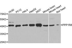 Western blot analysis of extracts of various cell lines, using PPP1R8 antibody. (PPP1R8 anticorps)