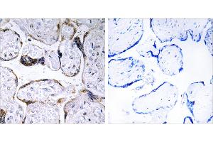 Peptide - +Immunohistochemistry analysis of paraffin-embedded human placenta tissue using ELOVL3 antibody. (ELOVL3 anticorps  (Internal Region))