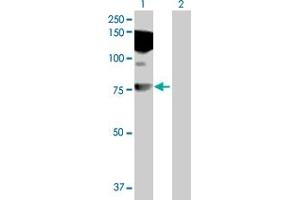 Western Blot analysis of HDX expression in transfected 293T cell line by HDX MaxPab polyclonal antibody. (HDX anticorps  (AA 1-690))