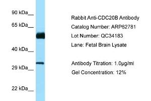 Western Blotting (WB) image for anti-Cell Division Cycle 20B (CDC20B) (N-Term) antibody (ABIN2789244) (CDC20B anticorps  (N-Term))