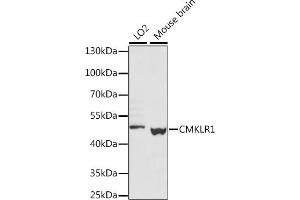 Western blot analysis of extracts of various cell lines, using CMKLR1 antibody (ABIN7266326) at 1:1000 dilution. (CMKLR1 anticorps  (AA 250-350))