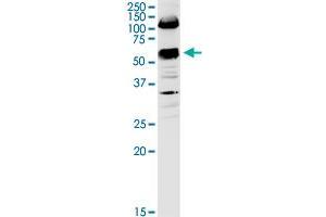 SLC3A2 MaxPab rabbit polyclonal antibody.