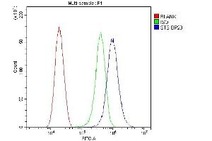 anti-Steroid Sulfatase (Microsomal), Isozyme S (STS) (AA 297-396) antibody