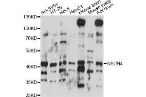 Western blot analysis of extracts of various cell lines, using NSUN4 antibody (ABIN6293845) at 1:1000 dilution. (NSUN4 anticorps)
